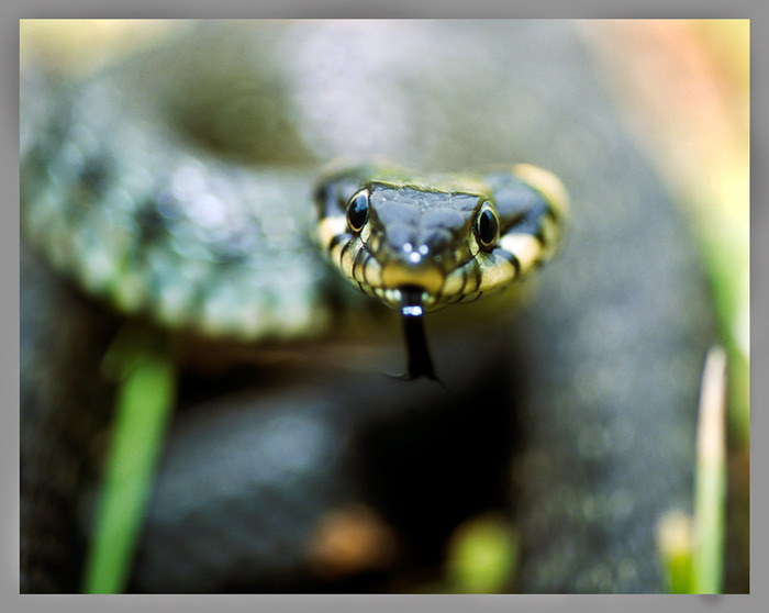 УЖ ОБЫКНОВЕННЫЙ (Natrix natrix), змея семейства ужеобразных
